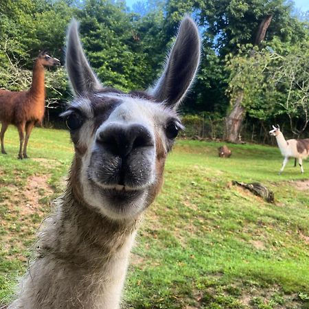 Loire Valley Llama Farm Stay Lavernat Exterior foto