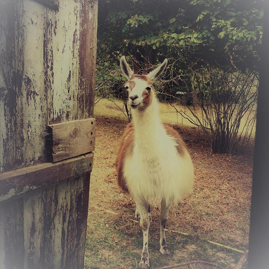 Loire Valley Llama Farm Stay Lavernat Exterior foto