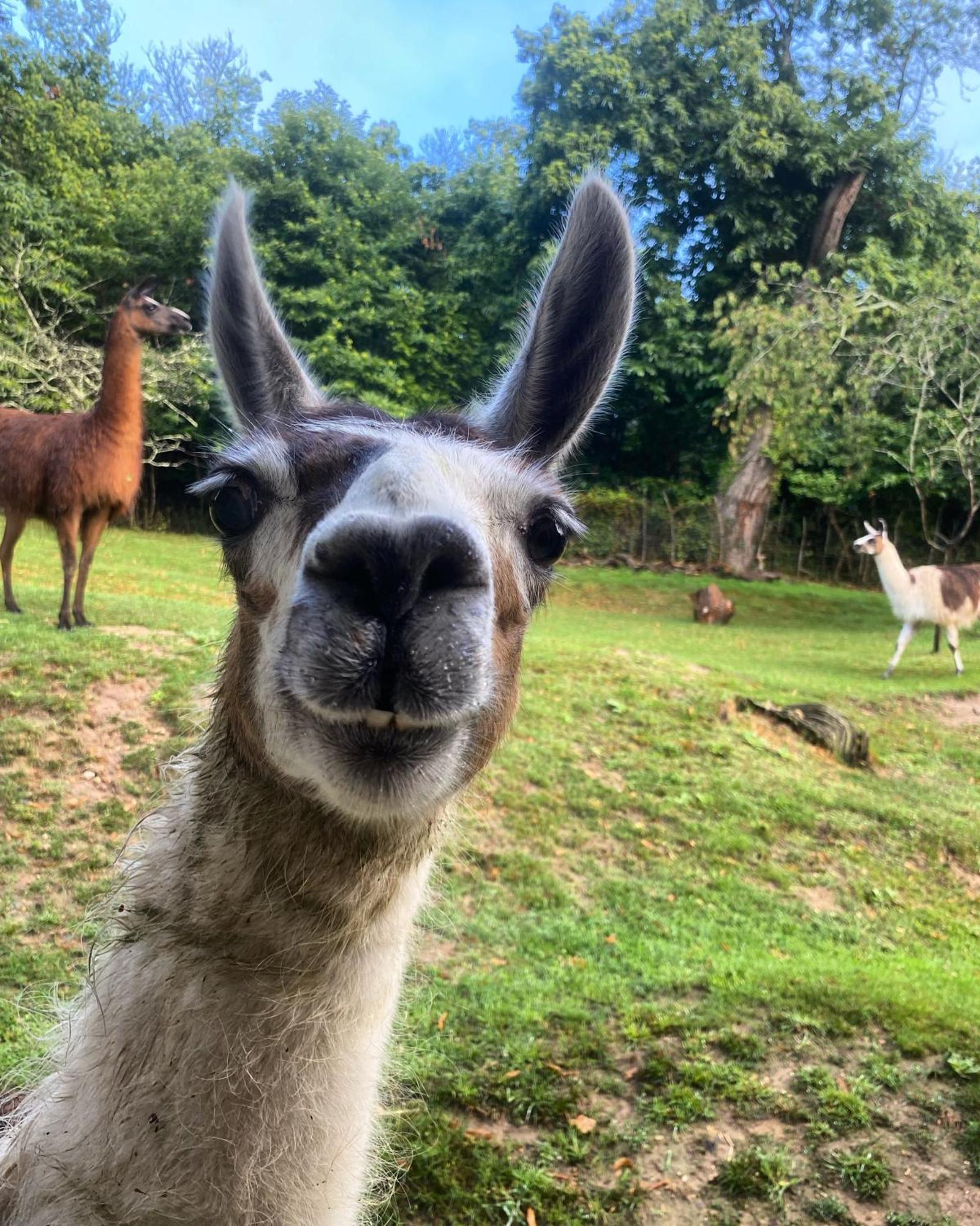 Loire Valley Llama Farm Stay Lavernat Exterior foto